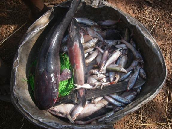 feesh