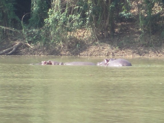 hippos