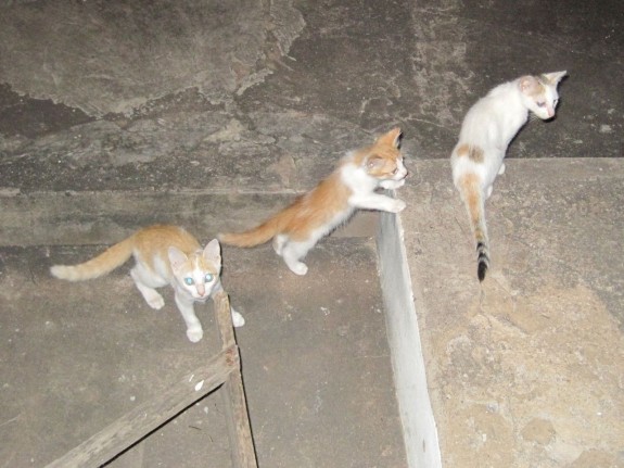 kittens
