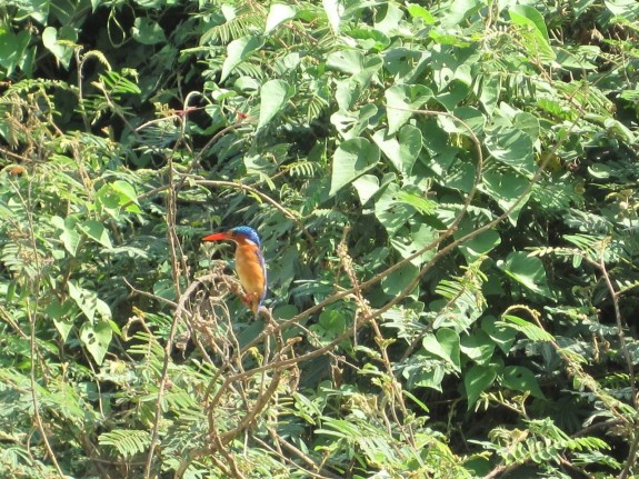 malachitekingfisher
