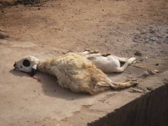 sacrificialsheep