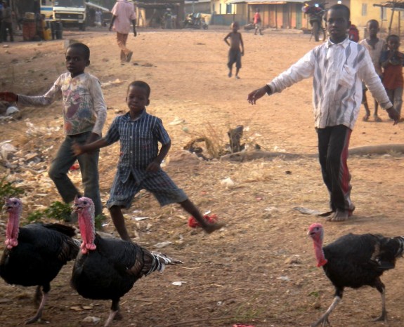 turkeyherders